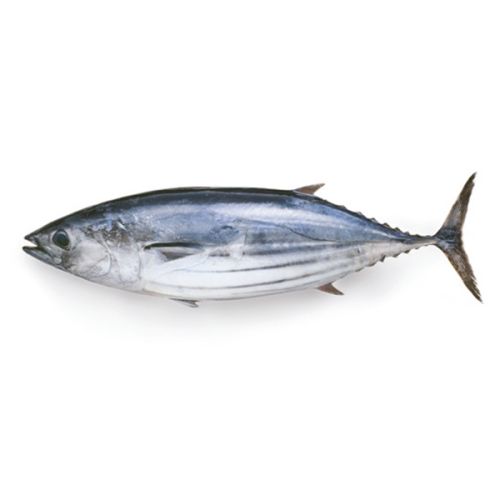 Fresh Bonito Fish, For Cooking, Style : Preserved