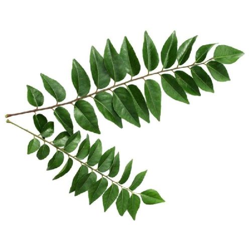 Organic Fresh Curry Leaves, For Cooking, Grade Standard : Food Grade