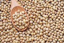 Natural 30 Soy Bean, Style : Soybean 65, Soybean 95