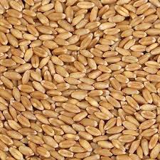 30KG Organic MP Lokwan Wheat Grain, Shelf Life : 6months