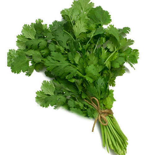 Fresh Coriander Leaves, Color : Green