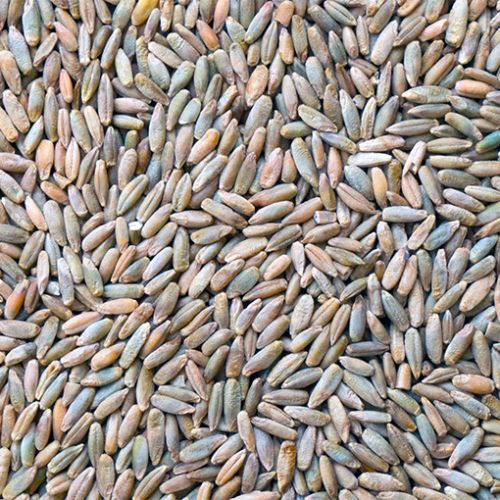 Organic Rye Seeds, For Bakery Products, Cooking, Packaging Size : 10-20kg