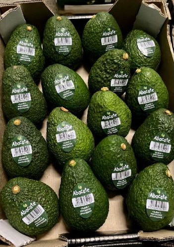 Avocado Fruit, Shelf Life : 20 Days