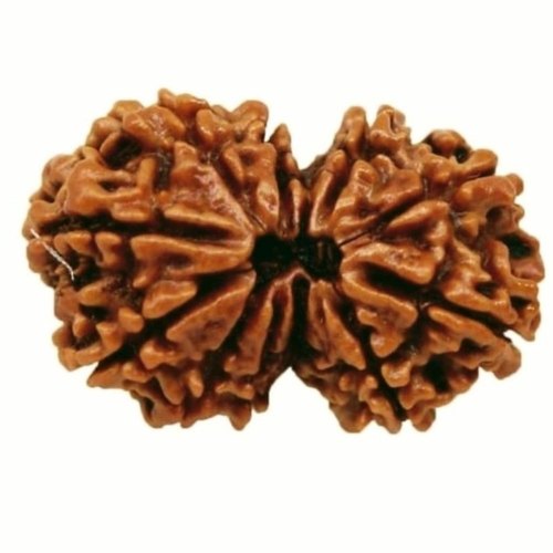 2 Mukhi Rudraksha Beads, For Worship, Color : Brown