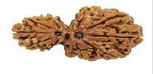 Gauri Shankar Rudraksha