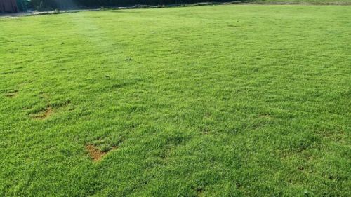 Balaji Nursery Korean Lawn Grass, For Garden, Home, Play Ground, Restaurant, Size : Multisize