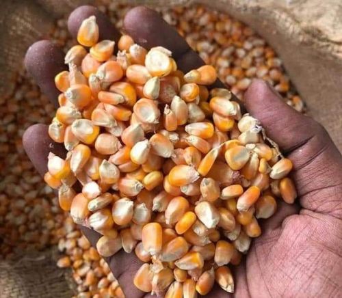 GMO yellow maize, Packaging Type : Bulk, Bags, Container, PP Bags