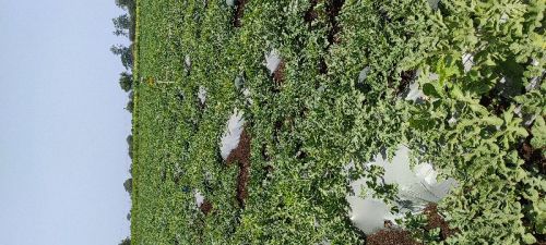 Watermelon, Packaging Type : Corrugated Box