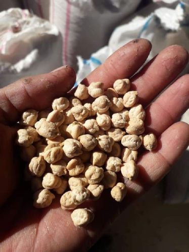 White chickpeas 5.5MM+