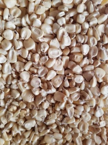 White Corn Seeds, Packaging Type : PP Bags