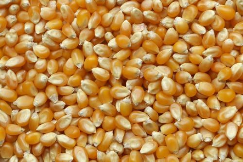 Maize Cattle Feed, Variety : Corn Gluten Meal,Flint Corn