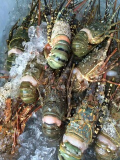 Frozen Lobster, For Human Consumption, Packaging Type : Vaccum Packed