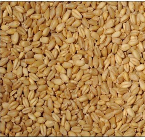 Common B Grade Wheat, For Bakery Products, Cookies, Packaging Type : Gunny Bag