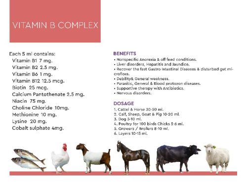 Vitamin B Complex Cattle Feeds Supplements, Packaging Type : Cans Bottles