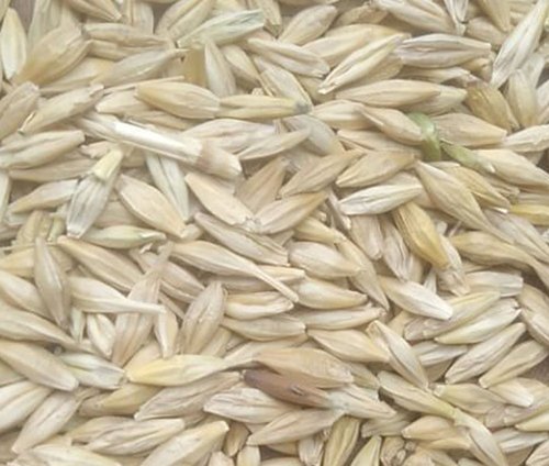 Barley Animal Feed, Packaging Type : Loose