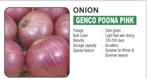 Common Onion Seeds, For Sowing, Packaging Type : Plastic Pouch