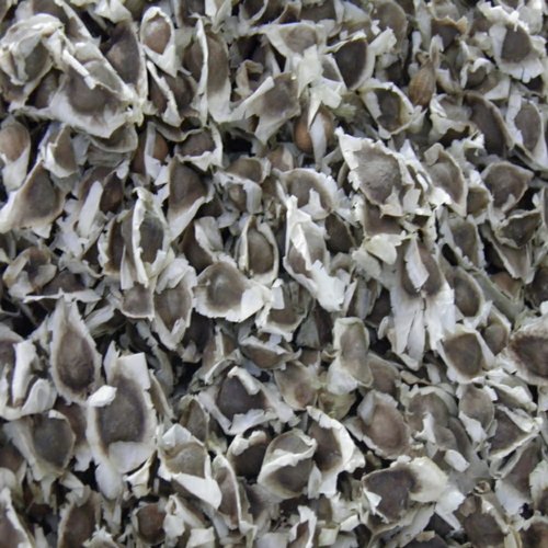 Matras Exporters Moringa Seeds, Packaging Size : 25 Kilogram
