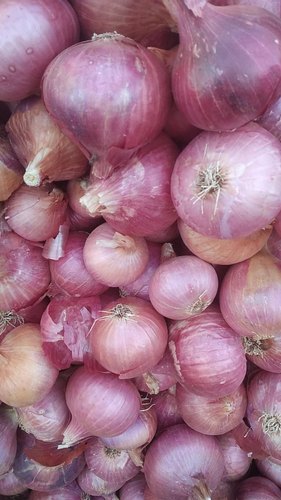 Sai Enterprises Common Fresh Red Onion Onion, For Cooking, Packaging Type : Loose