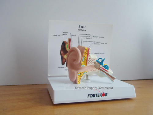 PVC Anatomical Models, Packaging Type : Box