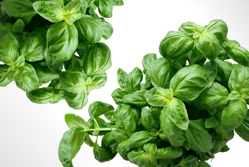 Firmenich Basil Flavour, Packaging Size : 20 Litre