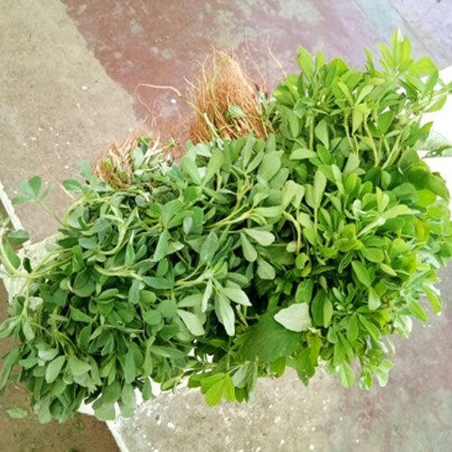 Fenugreek Leaves, Packaging Size : 200g