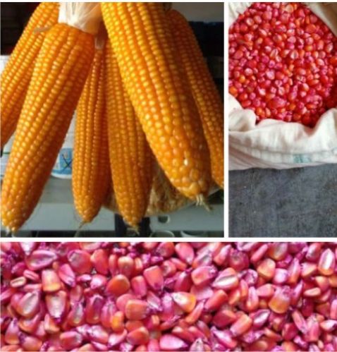 OFIT Common Maize Hybrid Seeds, Packaging Type : Plastic Pouch, PP Bag, Vaccum Pack
