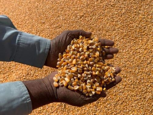 Corn, Shape : Oval, Packaging Type : Yellow