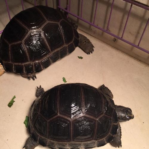 Printed Sulcata and Aldabra Tortoises, Packaging Type : Thermocol Box