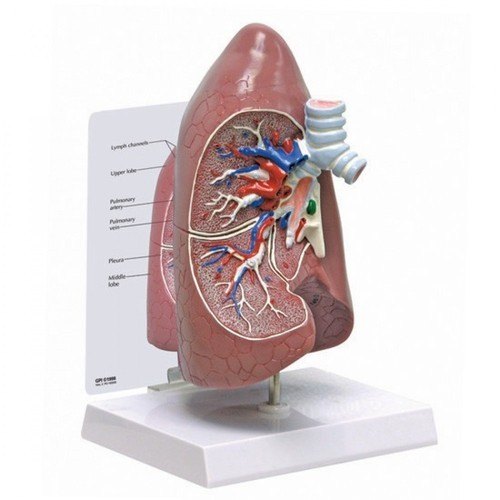 PVC HUMAN LUNGS MODEL, Color : Skin