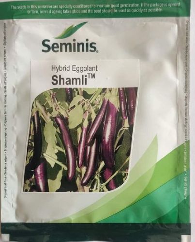 Hybrid Seminis - Shamli Eggplant, Packaging Type : Vacuum Pack