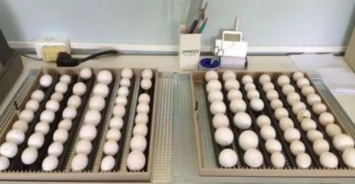 Parrot Eggs, Packaging Type : Creamy