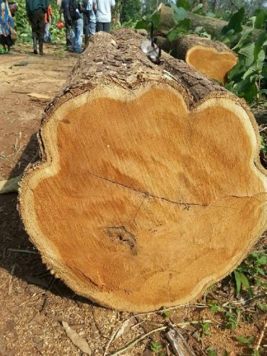 Non Polished teak wood, Shape : Round, Square