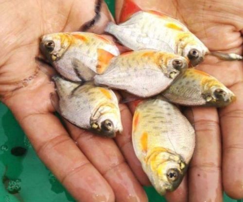 Rupchanda Fish Seed, Feature : High In Protein, Longer Shelf Life