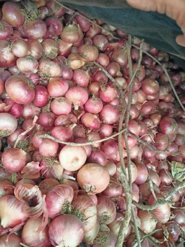 Natural Fresh Red Onion, For Cooking, Onion Size Available : Medium