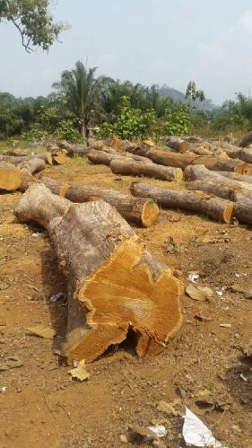 Non Polished Timber Logs, Shape : Round, Square
