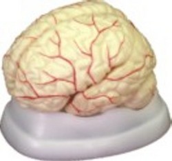 PVC Plastic Brain With Arteries Model