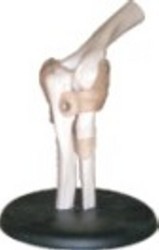 Elbow Joint Model, Feature : Demonstrates Flexion, Extension, Includes Flexible, Artificial Ligaments.