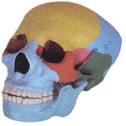 HUMAN SKULL COLOURED MODEL