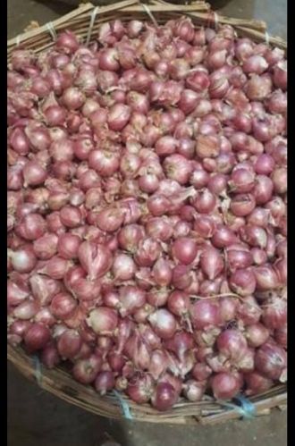 Organic Small Onion, Shelf Life : 1month