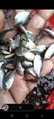 Roopchand Fish Seed, Style : Alive