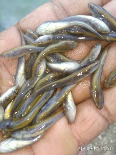 Fish Seeds, Style : Alive