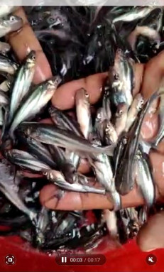 Pangasius Fish Seed, Packaging Type : Cartons, By Road Open