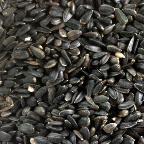Sunflower seeds, Brand Name : LOMAR, Packaging Type : Black