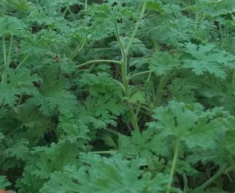 100% Pure Organic Geraniume Oil, Packaging Size : 100ml, 200ml, 250ml, 50ml