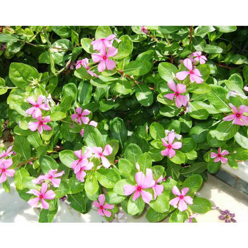 Vinca Rosea, Packaging Type : HDPE Bag
