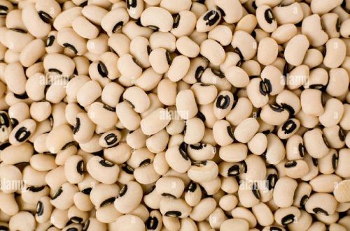 Natural BLACK EYE BEAN, For Cooking, Grade Standard : Food Grade