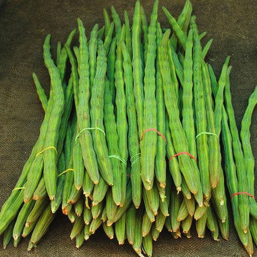 Common Drumstick, Fresh Drumstick,drumstick, For Nutrition, Feature : Anti-viral, Antibiotic, Perfect Composition