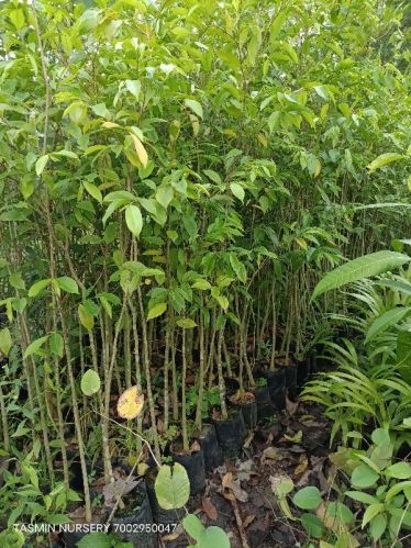 Natural Agarwood Tree Plants