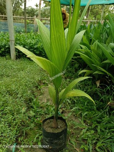 Natural Betel Nut Plant, Feature : Easy To Grow