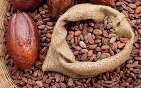 Organic DRY BROKEN COCOA BEANS, For Food Medicine, Size Available : 7mm, 8mm, 10mm, 12mm, 15mm, 18mm